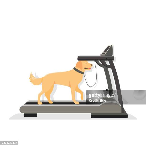 bildbanksillustrationer, clip art samt tecknat material och ikoner med vector illustration of running machine. walking the dog on the treadmill - health club