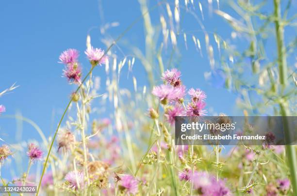 a sunny field of purple milk thistle (galactites tomentosa) - milk thistle stock-fotos und bilder