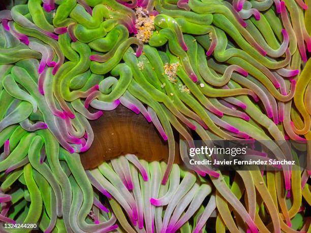 abstract composition with the vibrant colors of the tentacles of a sea anemone. anemonia viridis. - anemonia viridis stock pictures, royalty-free photos & images