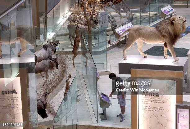 Visitors return to the Smithsonian National Museum of Natural History after the museum was closed for over 400 days due to the pandemic June 18, 2021...