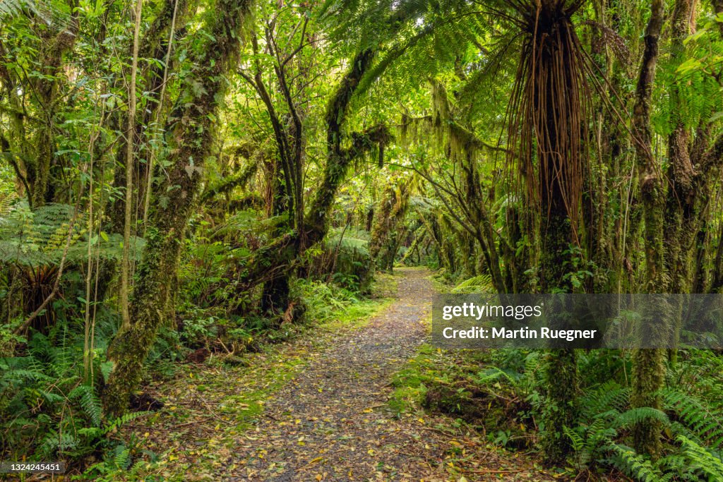 Temperate Rainforest Examples Temperate Rainforest Fox