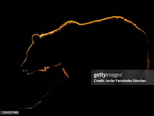 the silhouette of a brown bear on a rock backlit and bordered with sunset light, on a black background. ursus arctos. - braunbär stock-fotos und bilder