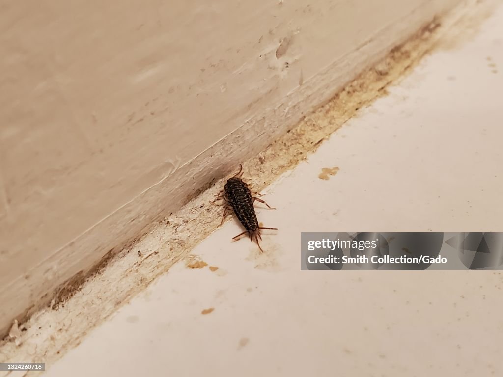 Silverfish Pest