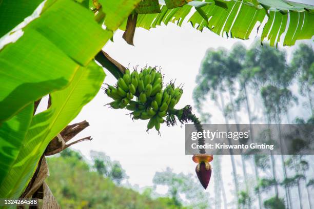 raw green bananas on a tree. - banana plantation stock pictures, royalty-free photos & images