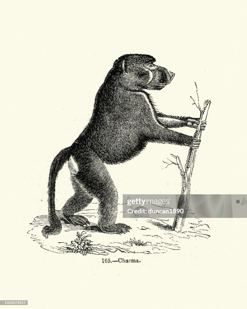 Chacma baboon (Papio ursinus), also known as the Cape baboon