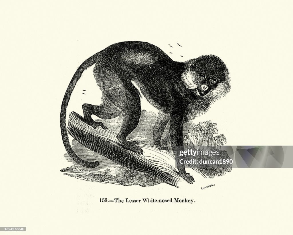 Lesser white-nosed monkey
