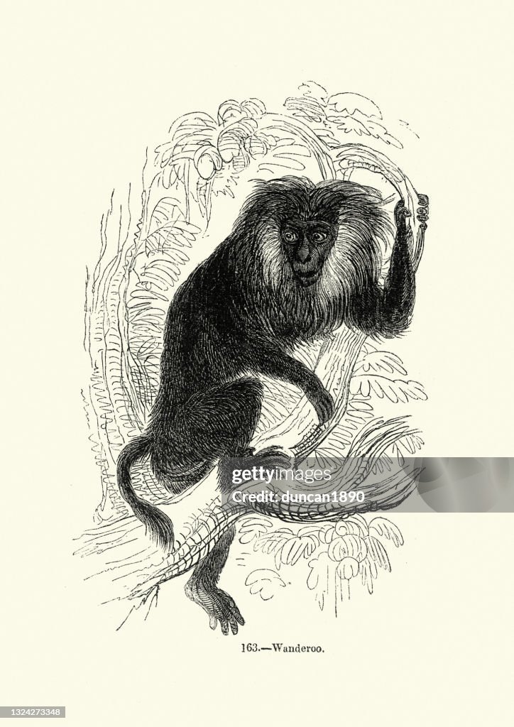 Lion-tailed macaque or wanderoo