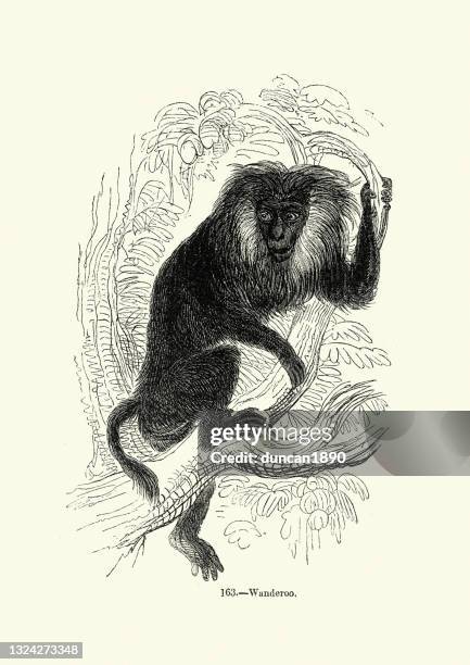 lion-tailed macaque or wanderoo - macaque stock illustrations