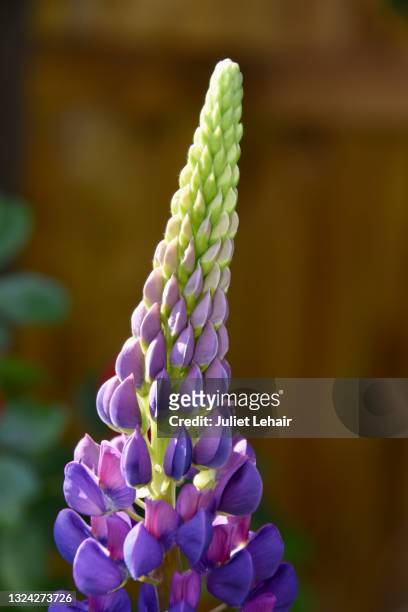 lupin. - king's lynn stock pictures, royalty-free photos & images