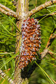 The Knobcone Pine, Pinus attenuata, (also called Pinus tuberculata) is a tree that grows in mild climates on poor soils. It ranges from the mountains of southern Oregon to Baja California with the greatest concentration in northern California and the Oreg