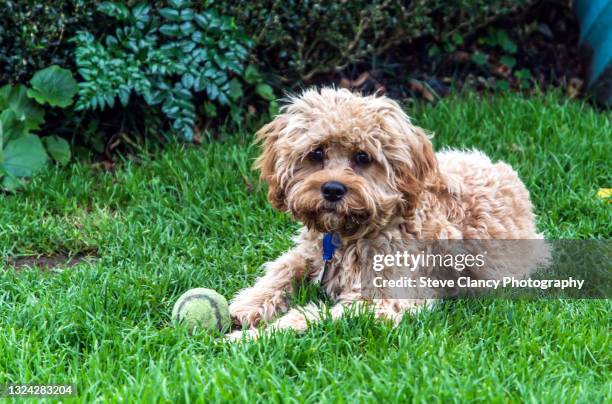 cavapoo with a ball - cavoodle stockfoto's en -beelden