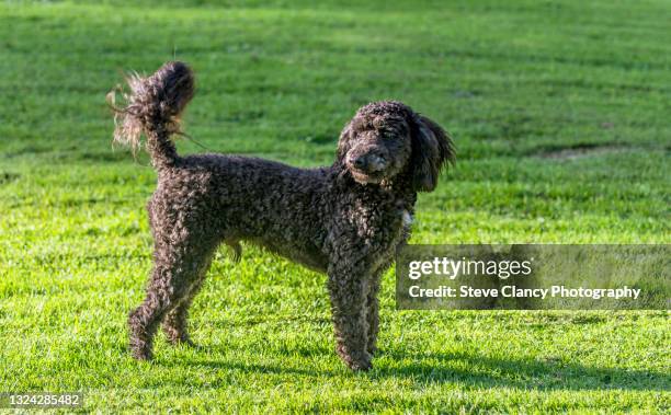 cavapoo - cavapoo stock pictures, royalty-free photos & images