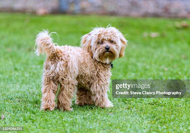 toy cavapoo - cavoodle stockfoto's en -beelden