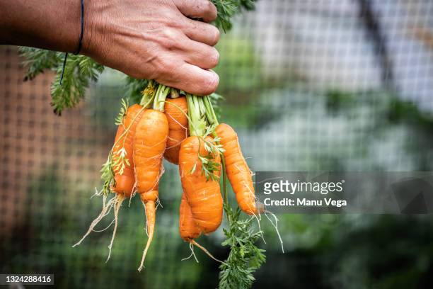 hand of unrecognizable person holding group of carrots - babymorot bildbanksfoton och bilder