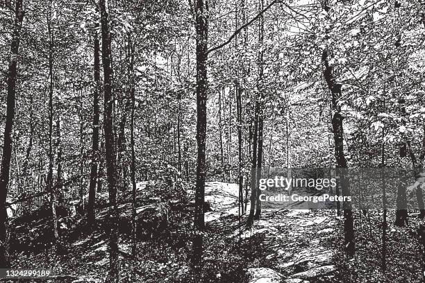 forest footpath - forest path stock illustrations