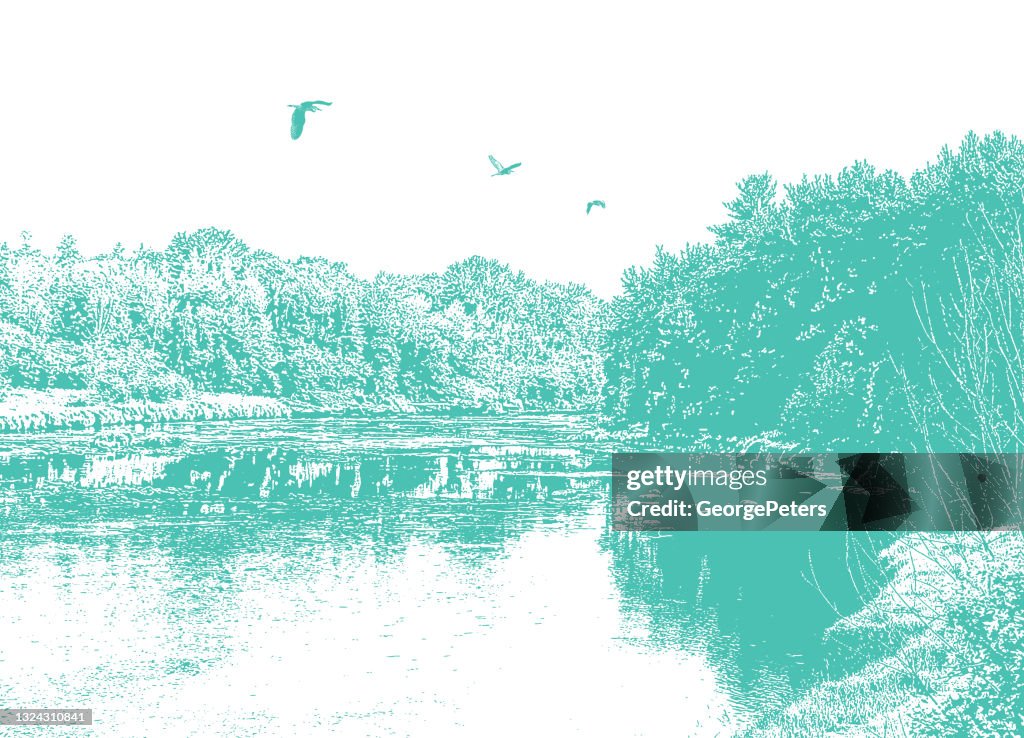 Wilderness river and forest with Great Blue Herons