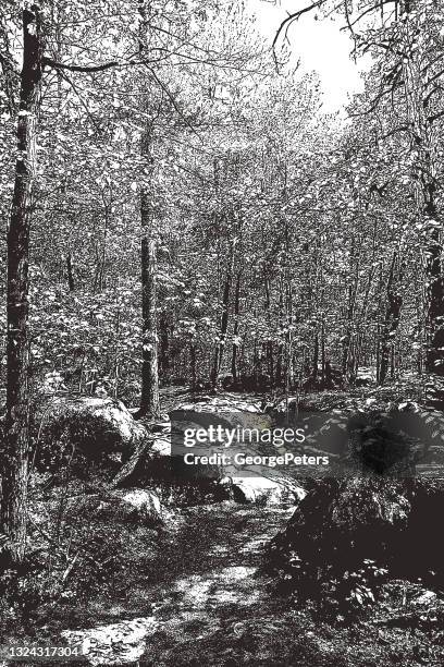 forest footpath - red pine stock illustrations