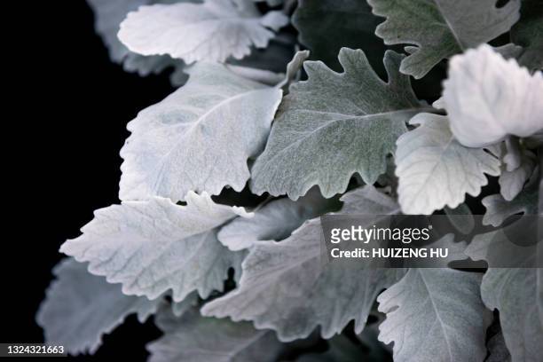 dusty miller silver ragwort or jacobaea maritima. silver foliage background. - cineraria maritima stock pictures, royalty-free photos & images