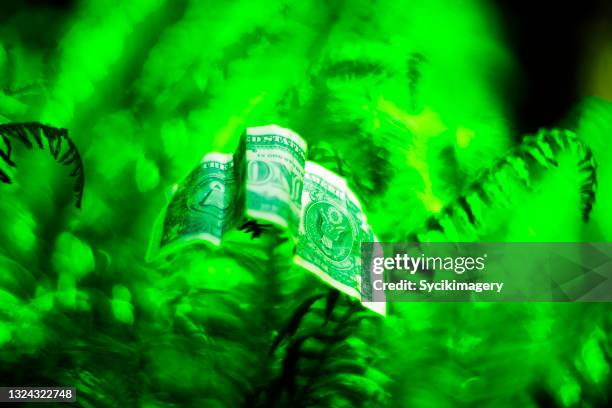 vibrant green one dollar bill among ferns - saturated color stock pictures, royalty-free photos & images