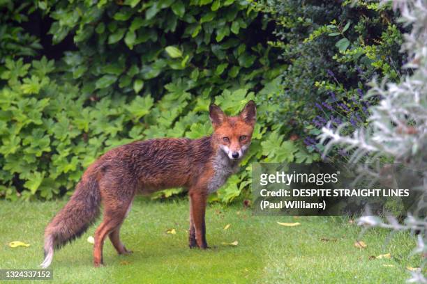 the visitor - fox foto e immagini stock