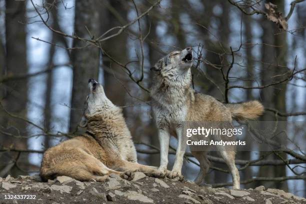 zwei heulende wölfe - wolf stock-fotos und bilder