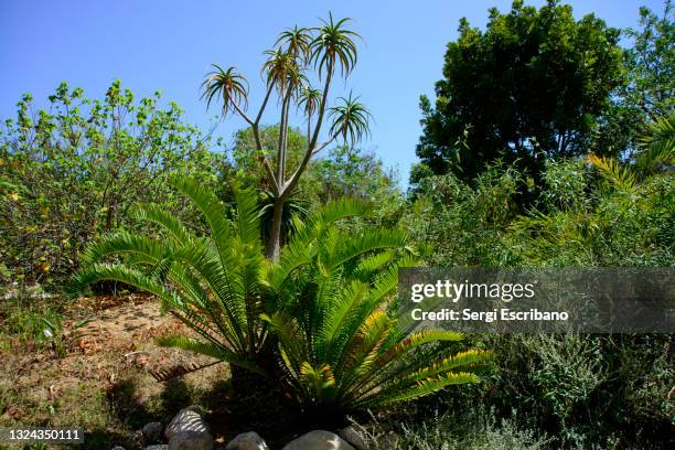 encephalartos lebomboensis, lebombo cycad - plante tropicale photos et images de collection