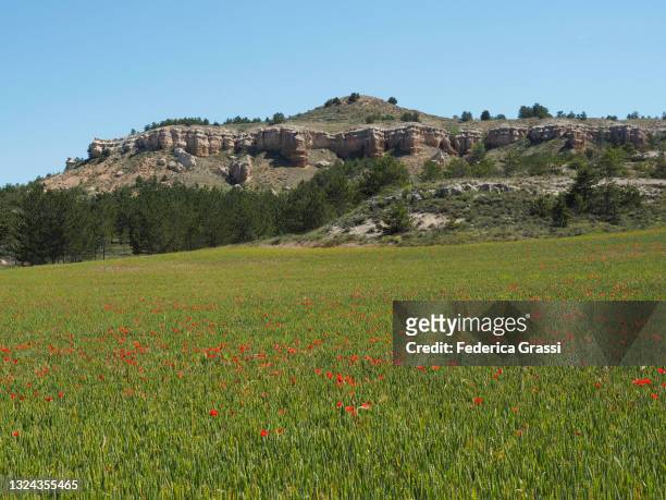 red poppies (papaver rhoeas) flowering in castilla y leon, spain - soria stock pictures, royalty-free photos & images