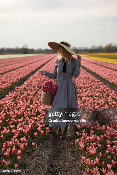 woman with tulips - tulips amsterdam stock pictures, royalty-free photos & images