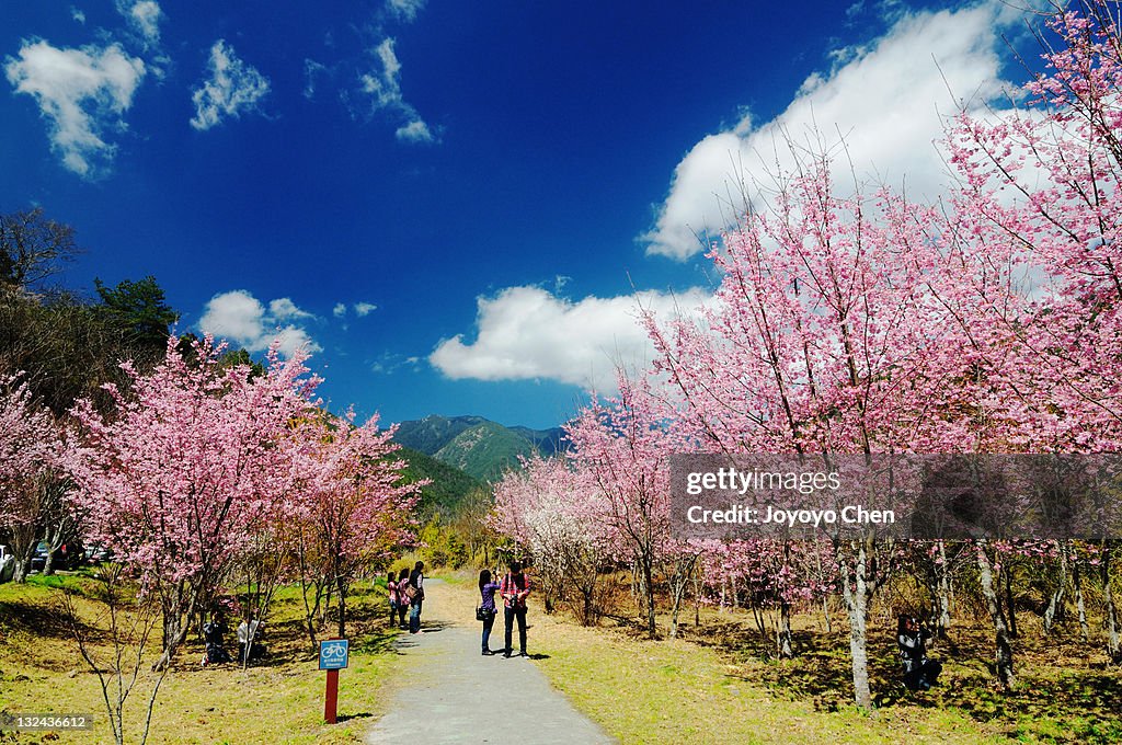 Cherry blossom lane in spring