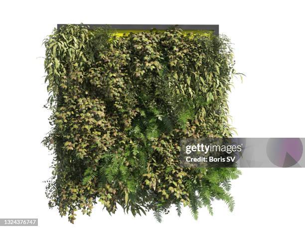 fitowall for office - english ivy stock pictures, royalty-free photos & images