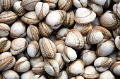 Cockle shell background