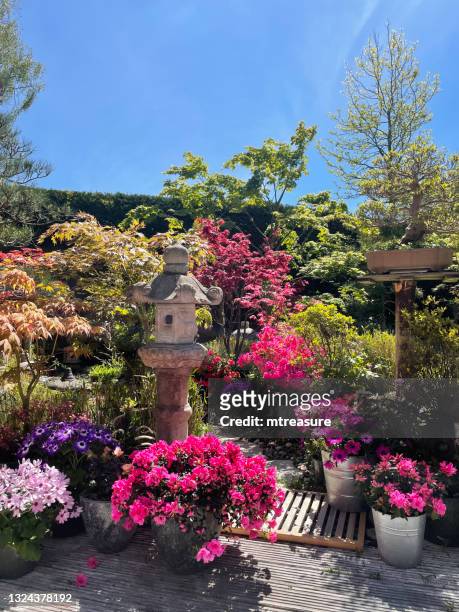 image of whitewashed, grooved timber decking, potted flowering plants, green mown lawn, japanese maples, stone lanterns and garden statue ornaments, clear blue, sunny sky - rhododendron stock pictures, royalty-free photos & images