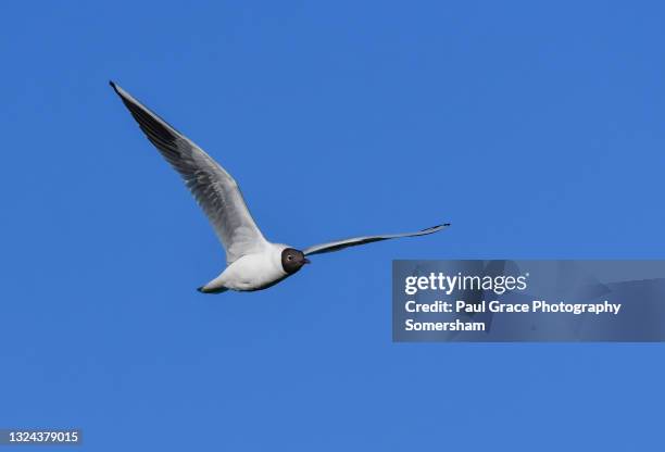 black headed gull, (chroicocephalus ridibundus)in flight - black headed gull stock-fotos und bilder