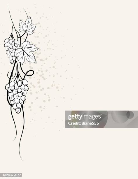 grapevine winery background template - grape vineyard stock illustrations