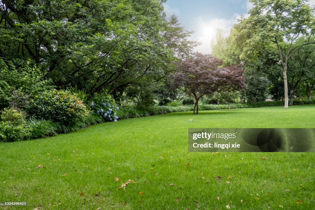 Lawn surrounded by greenery by West Lake, Hangzhou, China