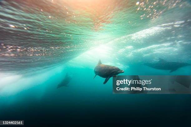 branco di delfini che nuotano sotto la luce dorata - delfino foto e immagini stock