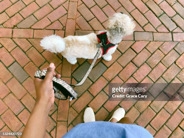 woman walks her dog - lower stock pictures, royalty-free photos & images