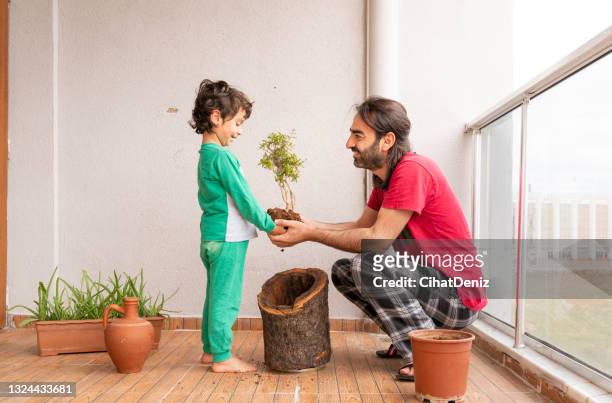 oğluyla birlikte saksıya nar ağacı diken adam - bonsai tree stock pictures, royalty-free photos & images