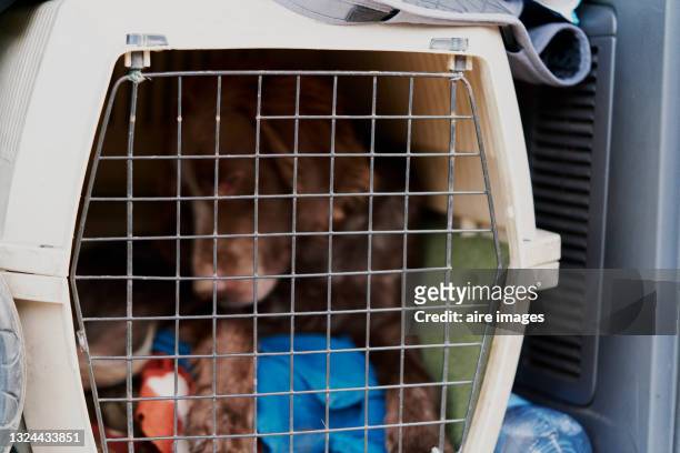 196 Pet Cargo Photos and Premium High Res Pictures - Getty Images