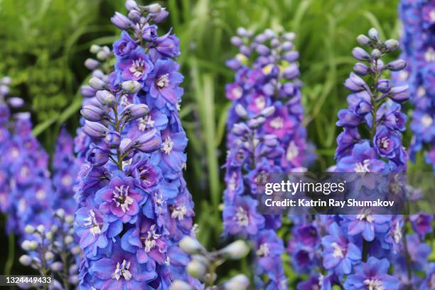 blue-purple awesomeness of delphiniums - delphinium stock pictures, royalty-free photos & images