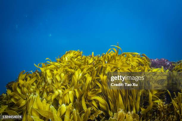 tropical blue water with seaweed seabed - alge stock-fotos und bilder