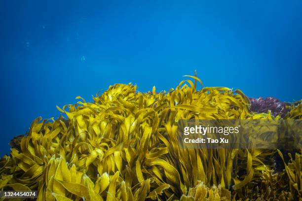 tropical blue water with seaweed seabed - aquarium plants 個照片及圖片檔