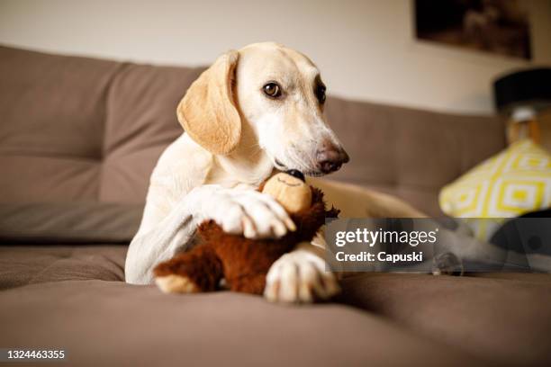 portrait of  dog lying on sofa holding stuffed toy - dog's toy stockfoto's en -beelden