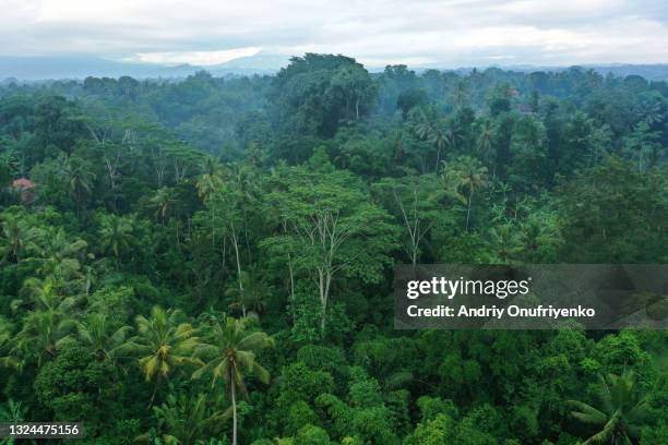 tropical forest - bosque pluvial fotografías e imágenes de stock