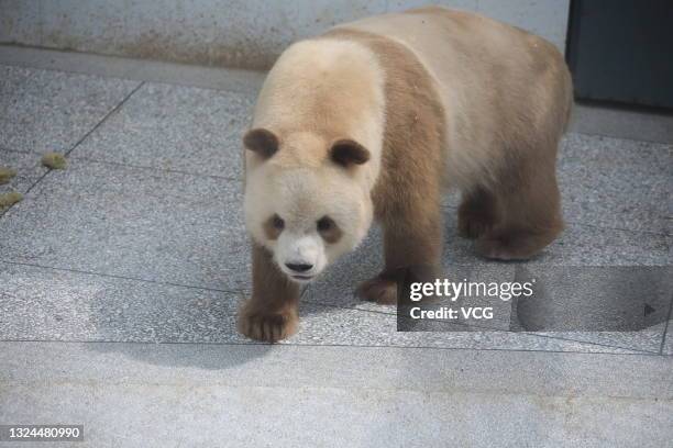 Rarest Panda 68 Brown Giant Panda Stock Photos, High-Res Pictures, and Images ...