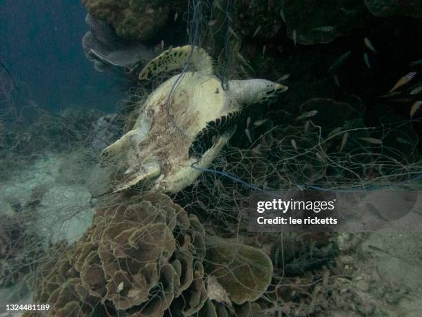 dead hawksbill turtle in fishing net - rede de pesca comercial imagens e fotografias de stock