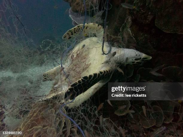 dead hawksbill turtle in fishing net - rede de pesca comercial imagens e fotografias de stock