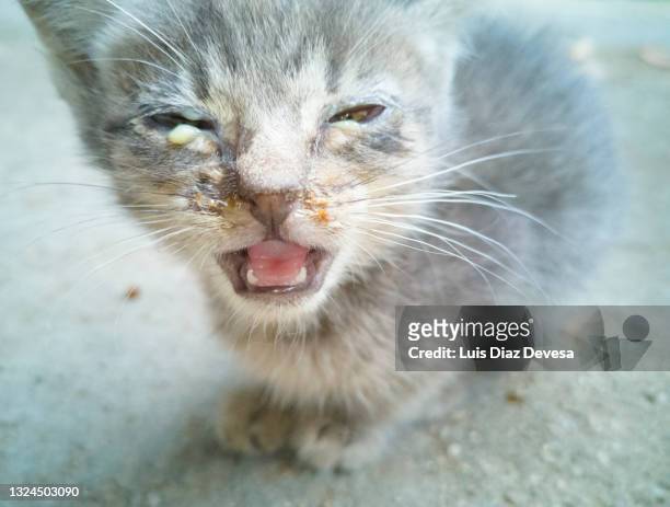 kitten with pus in the eyes from infection - hordeolum stockfoto's en -beelden