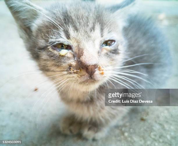 kitten with pus in the eyes from infection - iris diaz stock pictures, royalty-free photos & images