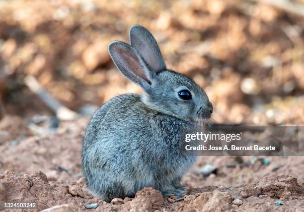 little field rabbit basking in the sun in nature. (species oryctolagus cuniculus). - rabbit burrow stock pictures, royalty-free photos & images